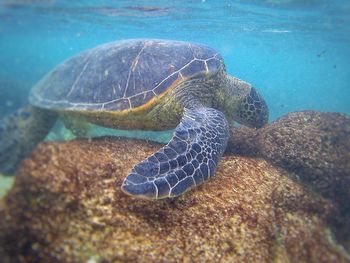 Close-up of turtle swimming in hawaiian sea