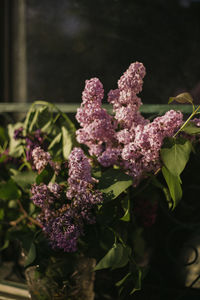 Close-up of pink flowering plant