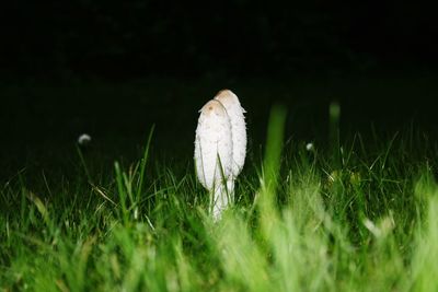 Close-up of sheep on grass at night