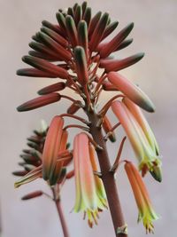 Close-up of flowering plant