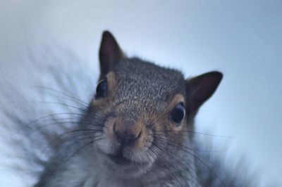 Close-up portrait of squirrel