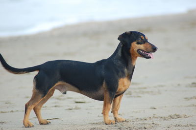 Dog on beach
