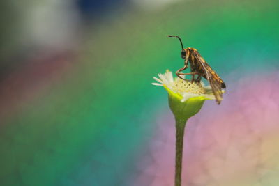 Close-up of insect on flower