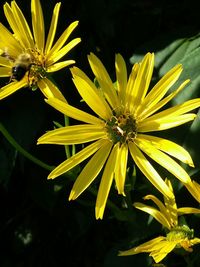 Close-up of yellow flowers blooming