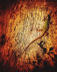 Close-up of yellow lizard on leaf