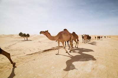 Herd of camels walking on sand road against sand dunes in desert landscape. 