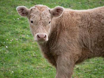 Close-up portrait of a sheep