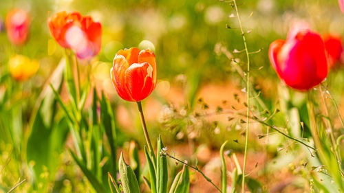 Close-up of red poppy flowers growing on field