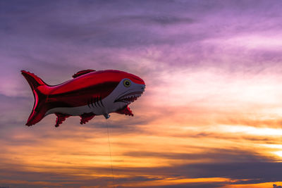 Mid-air of shark balloon on sunset