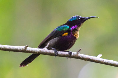 Close-up of bird perching on branch