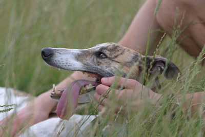 Dog owner affectionately pets brindle and white greyhound as she lies in the grass after play