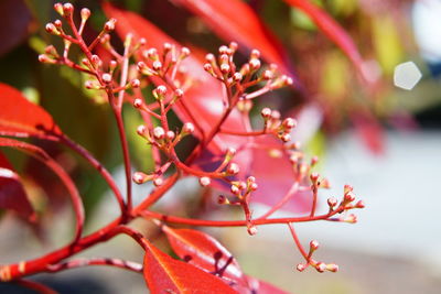 Close-up of red maple leaves on tree