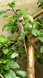 Close-up of squirrel perching on tree