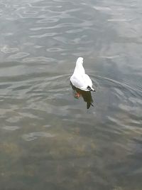 Swan on lake