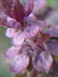 Close-up of flower