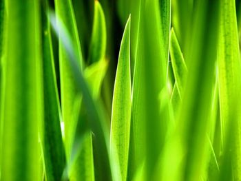 Full frame shot of fresh green leaf