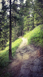 Dirt road passing through forest