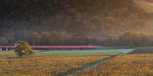 Denbies vineyard at sunrise in autumn with train speeding by