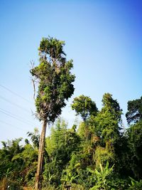 Low angle view of tree against clear sky