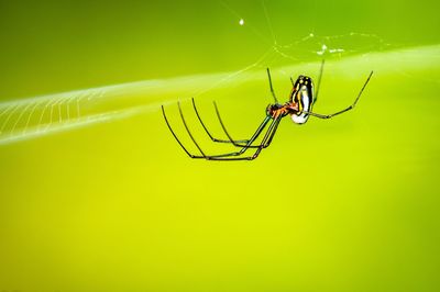 Close-up of spider on web