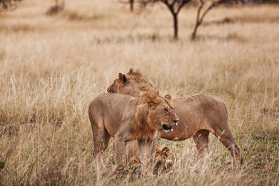 Young male lions on field