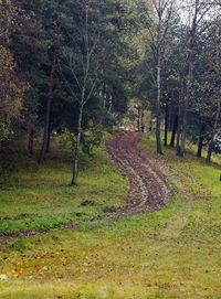 Trees on landscape