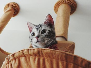 Close-up portrait of a cat