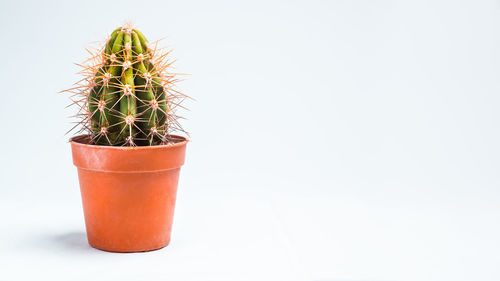Close-up of potted plant against white background