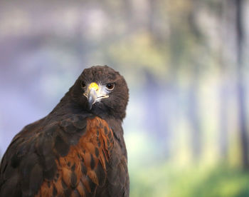 Close-up portrait of eagle against blurred background