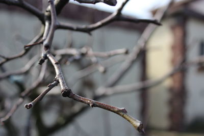 Close-up of branches against blurred background