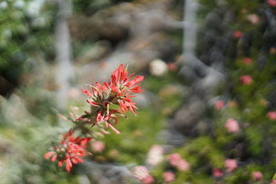 Close-up of red flower