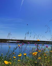 View of birds flying against blue sky