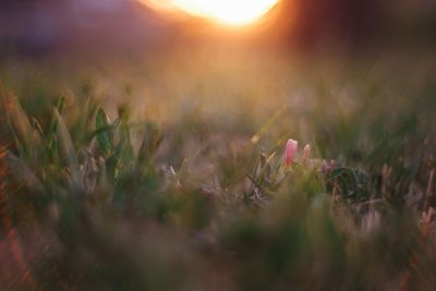 Close-up of plant growing on field at sunset