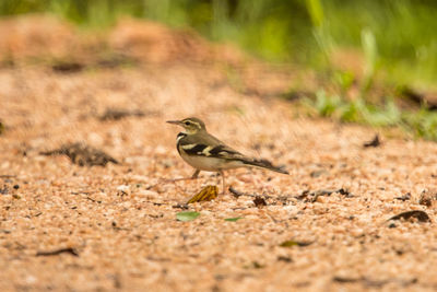 Side view of bird perching on land