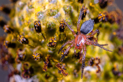 Close-up of spider