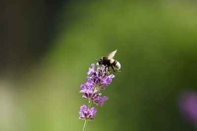 animal wildlife