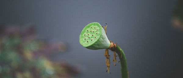 Close-up of flower bud growing outdoors