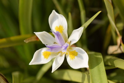 Close-up of white flower blooming outdoors