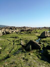 Scenic view of landscape against clear blue sky