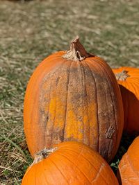 Close-up of pumpkin on pumpkins during autumn