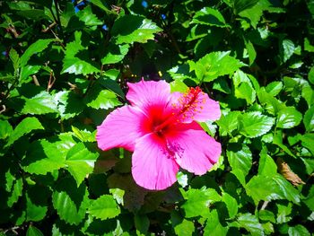 Close-up of pink flower