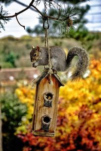 Close-up of squirrel on wooden post