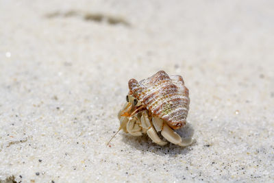 Close-up of crab on sand