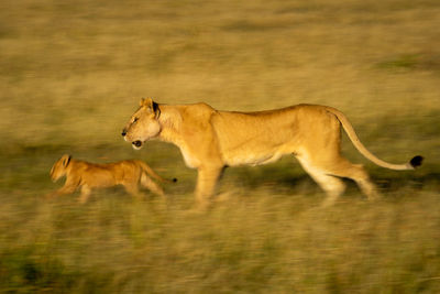 Slow pan of lioness and cub crossing savannah