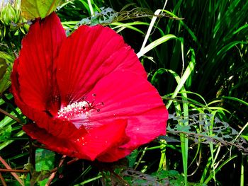 Close-up of red rose flower