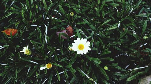 Close-up of yellow flowers blooming outdoors