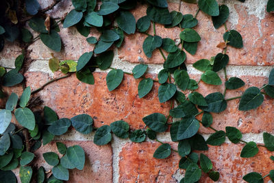 Full frame shot of ivy on wall