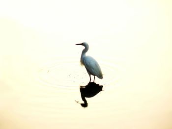 Bird in water