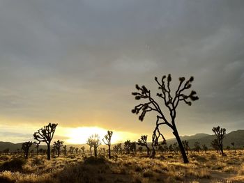 Plants on field against sky during sunset