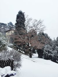Bare trees on snow covered landscape against clear sky